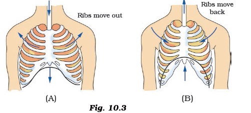 Respiration in Organisms worksheet for class 7 | myCBSEguide | CBSE